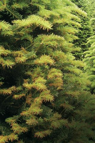 Arbres de Noël (sapins) - Brûlure des pousses (Delphinella sp.)