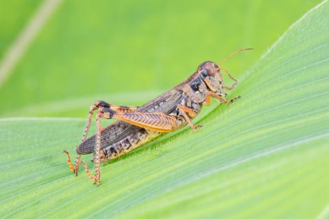 Criquet voyageur (Melanoplus sanguinipes)_2