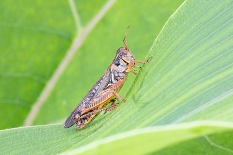 Criquet voyageur (Melanoplus sanguinipes)_3