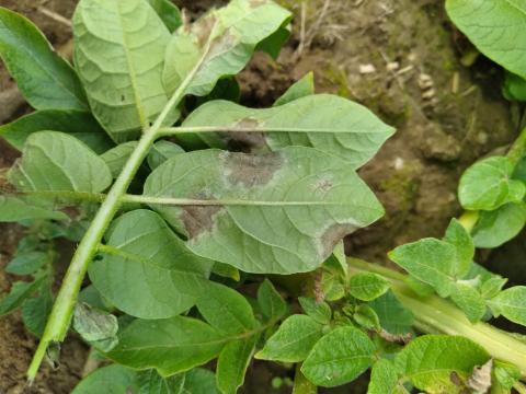 Pomme de terre - Mildiou (Phytophthora infestans)