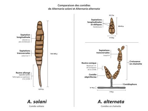 Comparaison Alternaria solani et alternaria alternata