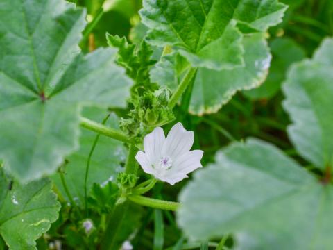 Mauve négligée (Malva neglecta)_6