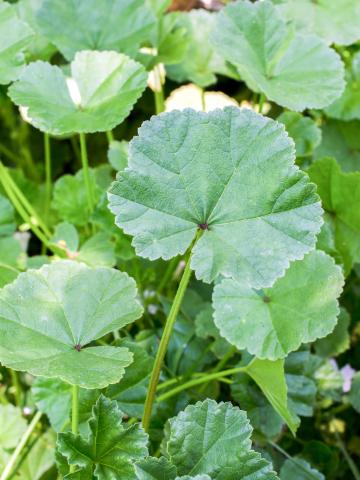 Mauve négligée (Malva neglecta)_7