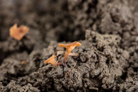 Sclerotinia sclerotiorum