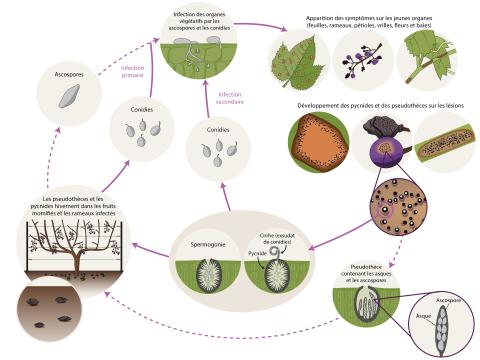 Vigne - Pourriture noire (Phyllosticta ampelicida) Cycle maladie