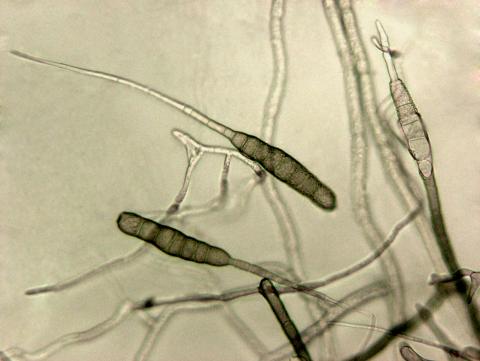 Alternaria_solani-05_LQ