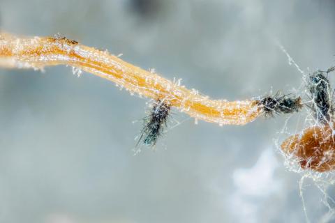 Chaetomium_funicola_D52238-1_LQ