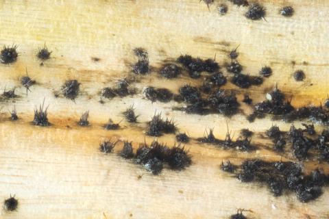 Colletotrichum_circinans_D39112-2_lq