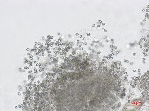 Coniella_D45570-1_LQ