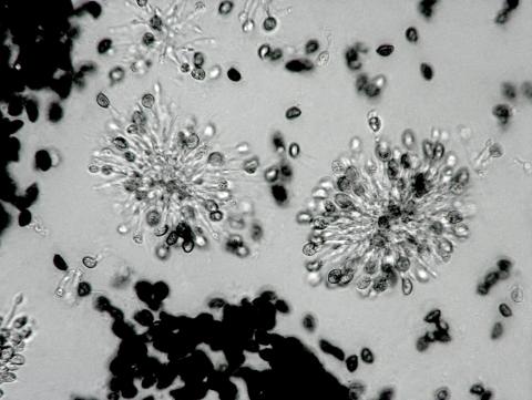 Coniella_fragariae-21