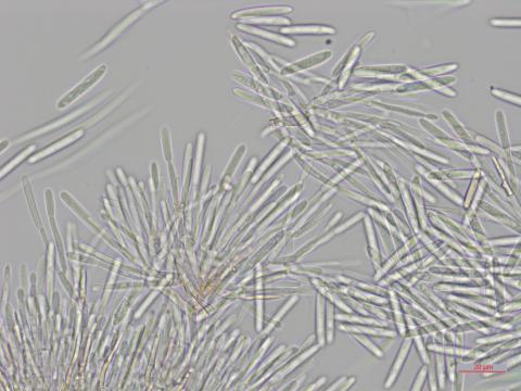 Cylindrocarpon_D34903_LQ