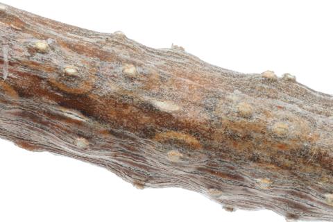 Cytospora_chrysosperma_D57582_Pycnide_LQ