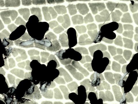 Diachea leucopodia-11-ret