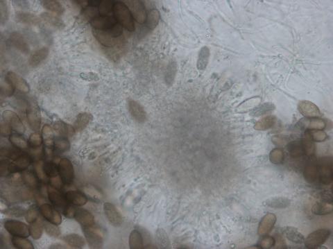 Diplodia_mutila-01_LQ