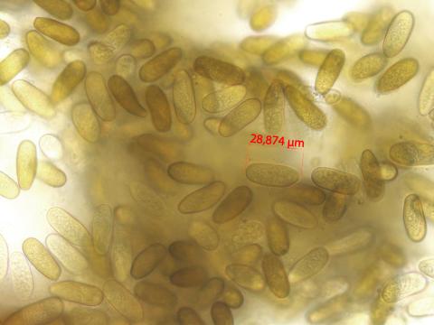 Diplodia_seriata_D45264-3_LQ