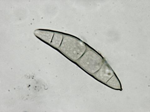 Exserohilum turcicum-ret-08