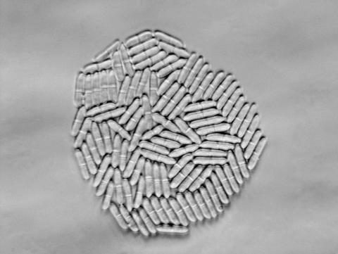 cylindrocarpon-22-ret