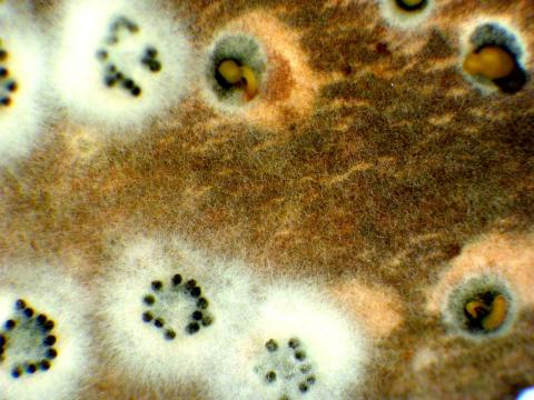 cytospora-05 (Valsa)-ret