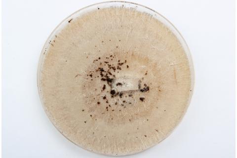 Fusarium_avenaceum_3