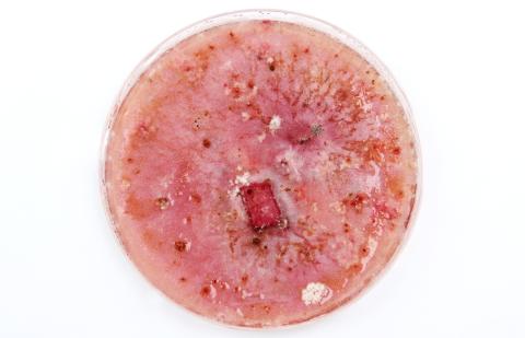 Fusarium_graminearum_2