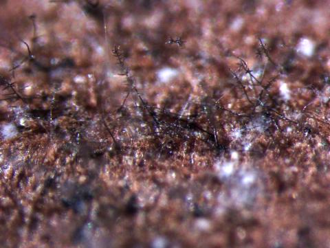 Helminthosporium_sp_3