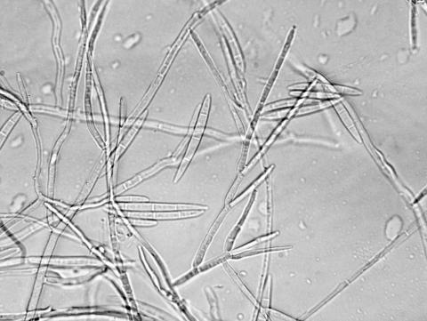 Fusarium_avenaceum_1