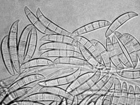 Fusarium_sambucinum_1