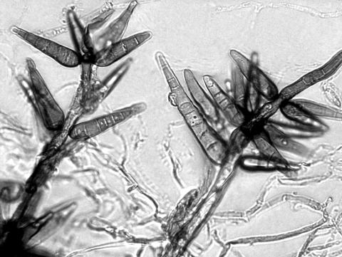 Helminthosporium_sp_1