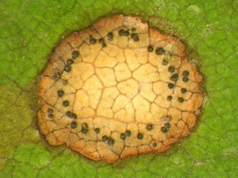 Phyllosticta_ampelicida_1