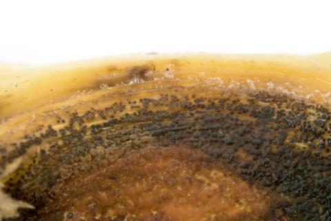 Piment - Anthracnose (Colletotrichum scovillei)_5