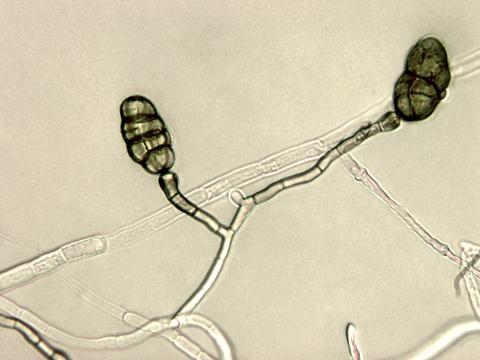 Stemphylium_sp_1