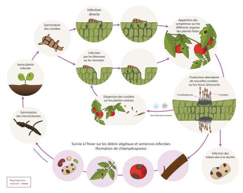 Alternaria sp. cycle de maladie