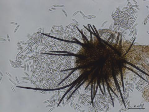 Colletotrichum acutatum