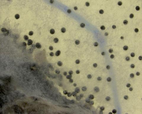 Sclerotium cepivorum