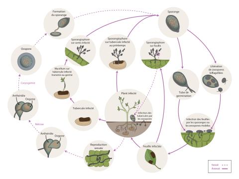Phytophthora infestans - Cycle maladie