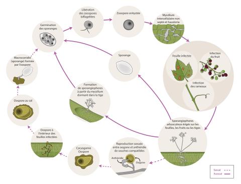 Plasmopara viticola - Cycle de maladie