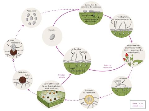 Podosphaera panmosa - cycle maladie