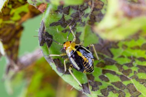 Punaise à quatre raies (Poecilocapsus lineatus_4