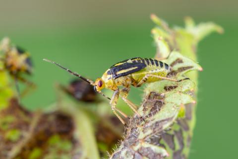 Punaise à quatre raies (Poecilocapsus lineatus_5