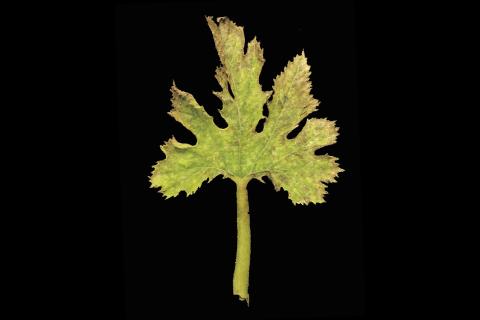 Courges - Virus de la mosaïque du concombre (CMV)