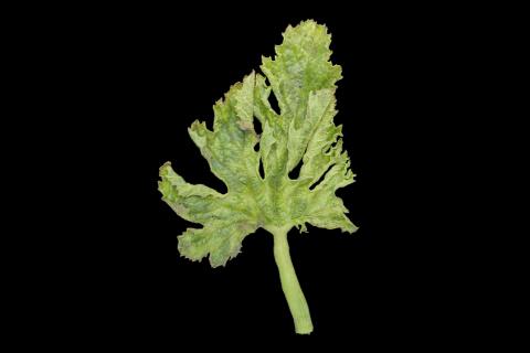 Courges - Virus de la mosaïque du concombre (CMV)