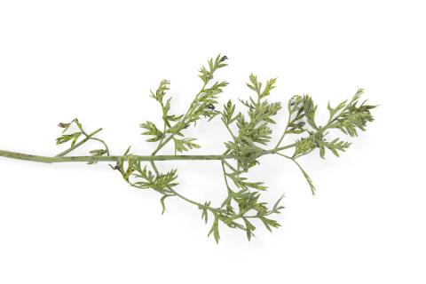 Carotte - Brûlure cercosporéenne (Cercospora carotae)