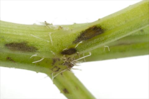 Carotte - Brûlure cercosporéenne (Cercospora carotae)