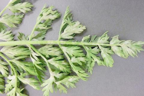 Carotte - Blanc (Erysiphe spp.)