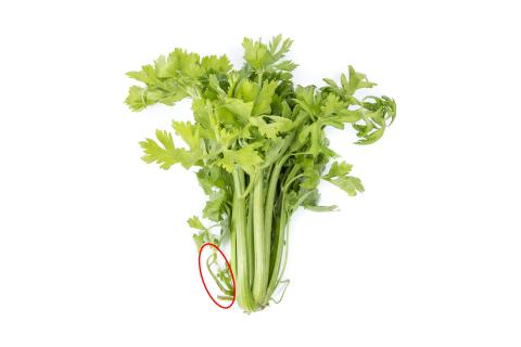 Céleri - Anthracnose (Colletotrichum acutatum)