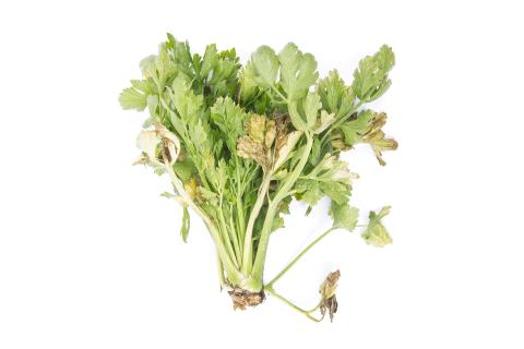 Céleri - Fusariose vasculaire (Fusarium oxysporum)