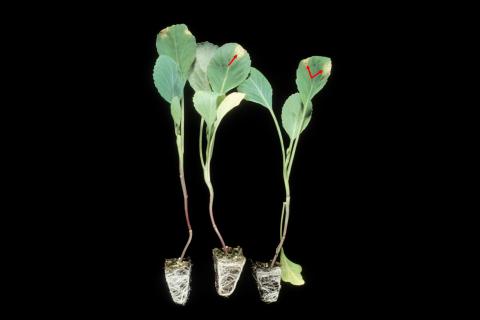 Chou pommé - Nervation noire (Xanthomonas campestris pv. campestris)