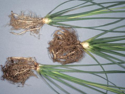  Dracénas - Pourriture fusarienne (Fusarium oxysporum)