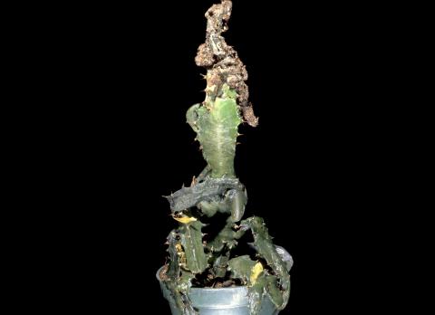 Euphorbes - Moisissure chevelue (Rhizopus stolonifer)_1