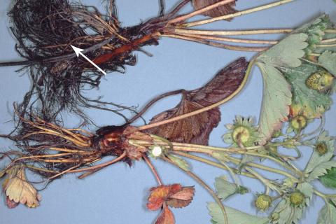 Fraise - Pourriture noire des racines_6